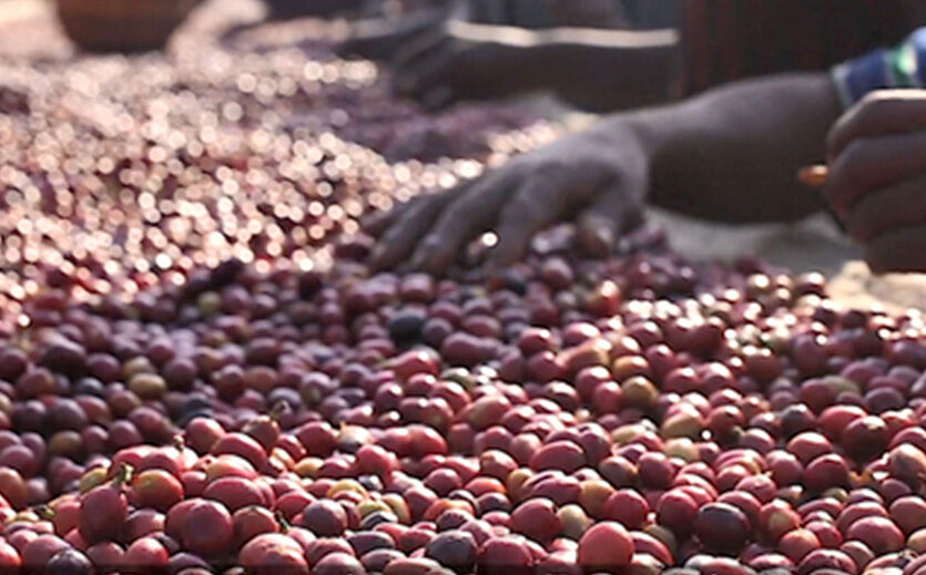 Artikelbild Regierung investiert in ökologischen Landbau