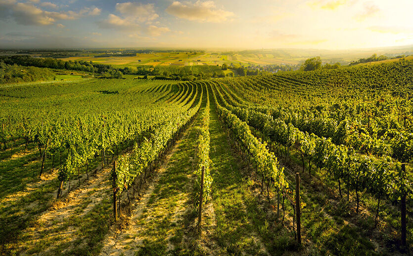 Artikelbild Weinexport boomt