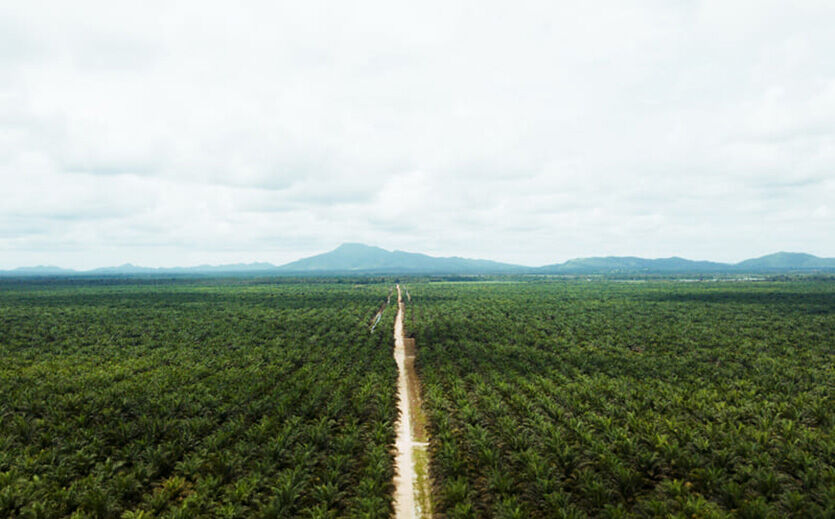 Artikelbild Cargill stellt auf zertifiziertes Palmöl um