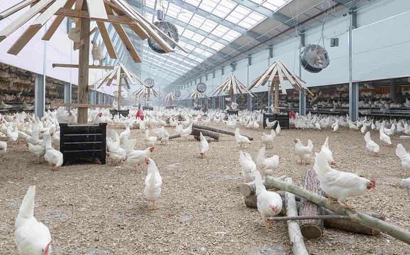 Artikelbild Lidl verkauft „tierfreundliche Eier“