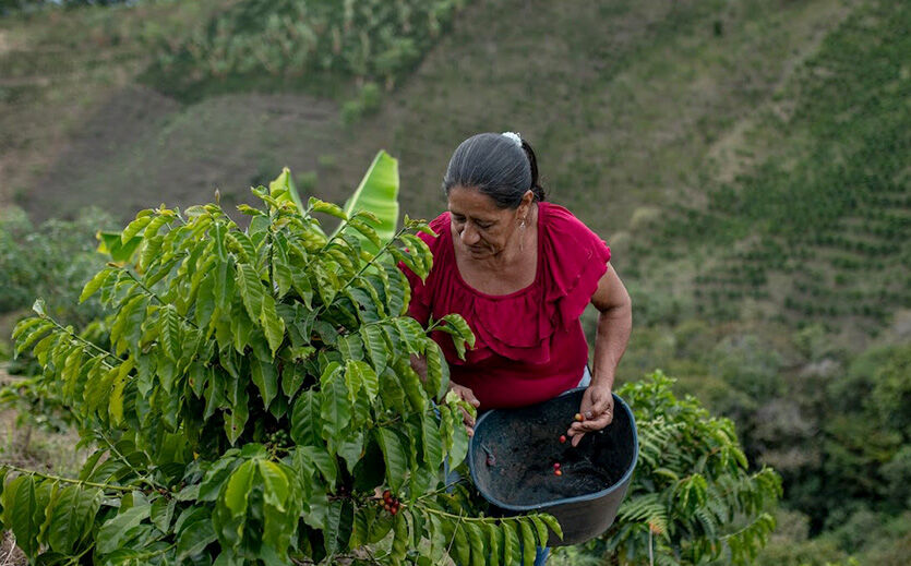 Artikelbild Kaffeebauern reduzieren CO2
