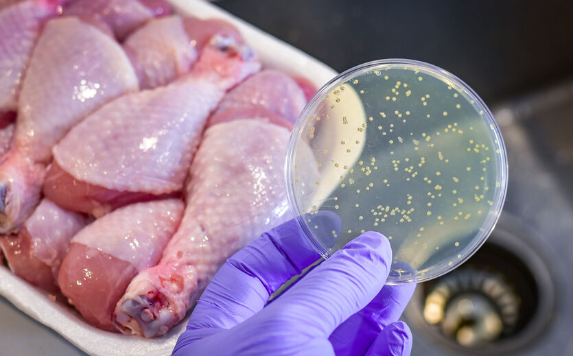 Artikelbild Hühnerfleisch mit Salmonellen belastet