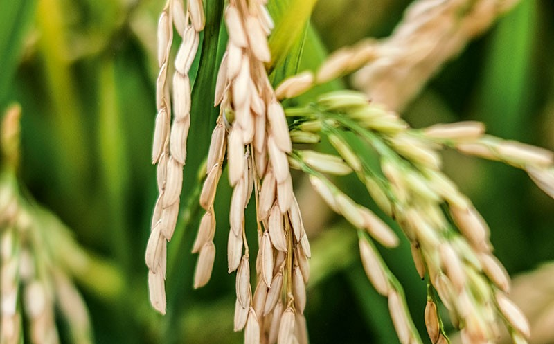 Reifende Reiskörner an einer Pflanze.