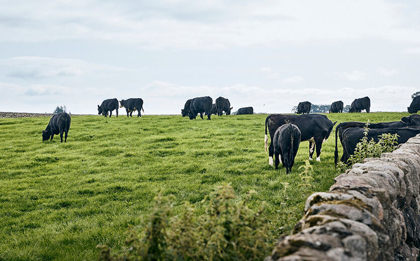 Artikelbild Coop testet Nachhaltigkeitsprogramm