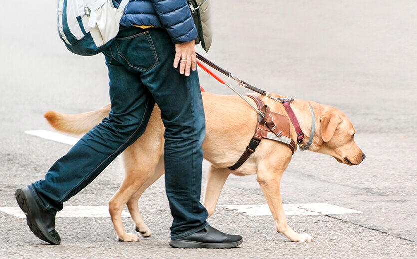 Artikelbild Einkaufswagen für Hunde
