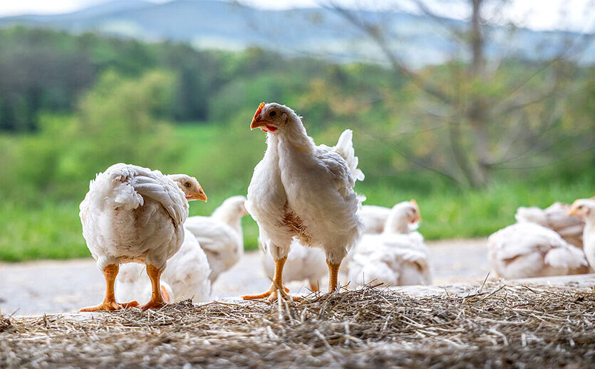 Artikelbild Mehr Tierwohl bei Spar