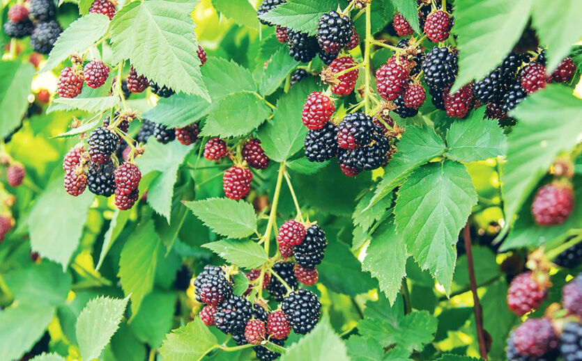 Artikelbild Walmart will Produktverfügbarkeit sichern