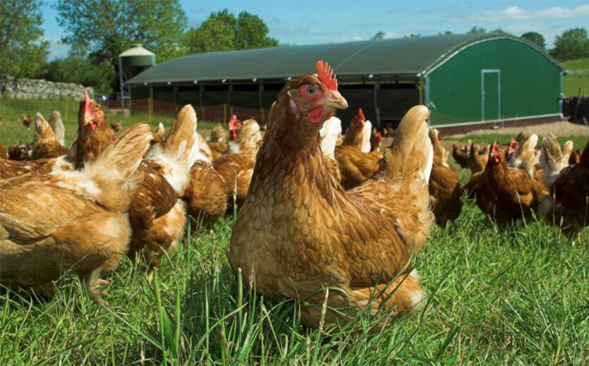 Artikelbild Sainsbury’s unterstützt Eierbauern