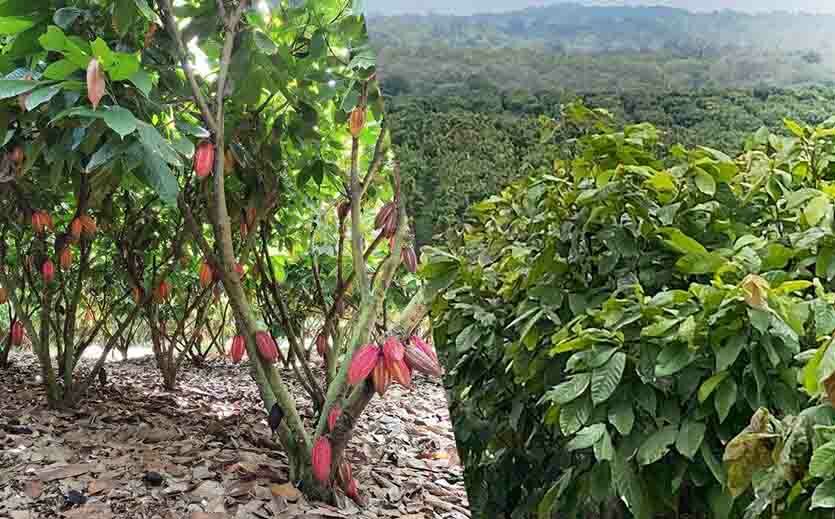 Barry Callebaut treibt Nachhaltigkeit voran