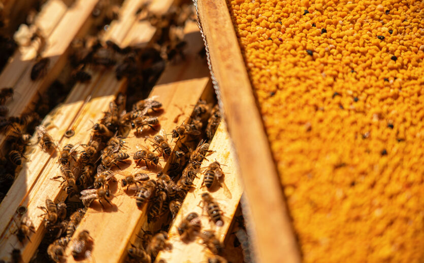 Honigrückruf bei Spar: Auf dem Foto sieht man Bienen auf Bienenwaben.