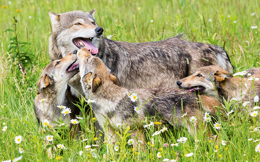 Wölfe kontra Weidemilch