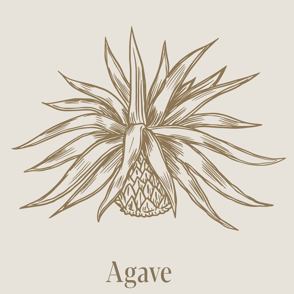 Die Agave ist ein Spargelgewächs und kein Kaktus. 1 Kilogramm der Pflanze kostet rund 1 Euro. Für 1 Liter Tequila benötigt man bis zu 8 Kilogramm.