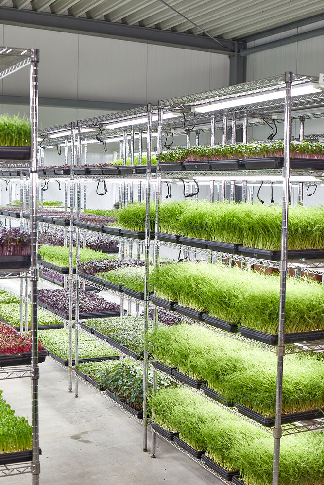 Microgreens benötigen im Gegensatz zu Sprossen Licht zum Wachsen. Bildquelle: Hermann Kräuter
