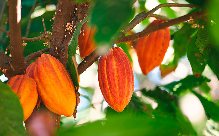 Kakaofrucht am Baum