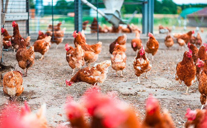 Artikelbild Wenn Wachstum zum Risiko wird – Biokreis in der Kritik