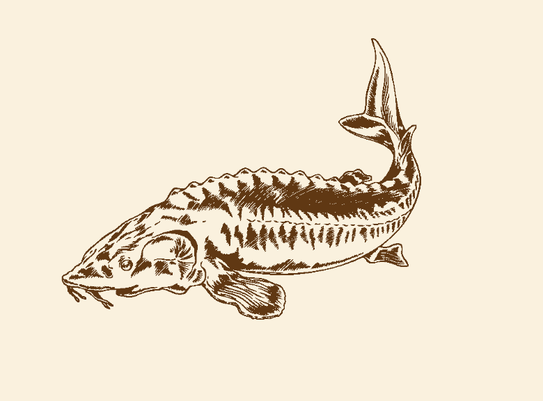 Der Beluga-Kaviar ist wohl die bekannteste und teuerste Kaviarsorte und für viele Kenner auch die beste. Die Zucht des Beluga-Störs ist sehr langwierig, denn bis zur Kaviar­ernte vergehen im Durchschnitt 15 bis 30 Jahre. Mit einem Durchmesser von über 3 Millimetern haben die hellgrauen und anthrazitfarbenen Rogen die größte Körnung.