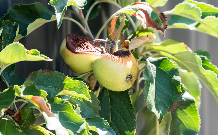 KI soll Äpfel vor Sonnenbrand schützen