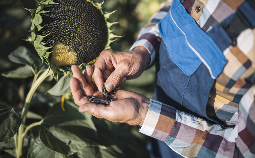 Artikelbild Rekordernte bei Sonnenblumenkernen erwartet