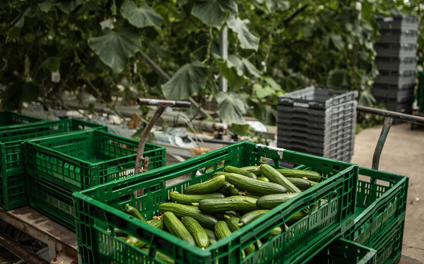 Weichwanzen bedrohen Obst- und Gemüseernte