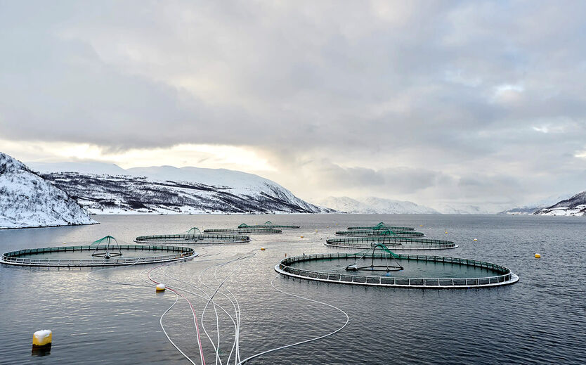 Grieg Seafood tauscht Führungsspitze aus: Aquakulturbecken aus der Vogelperspektive.