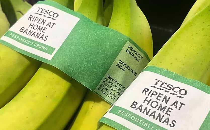 Tesco verkauft unreife Bananen gegen Lebensmittelverschwendung: Zwei Bund unreife Bananen.