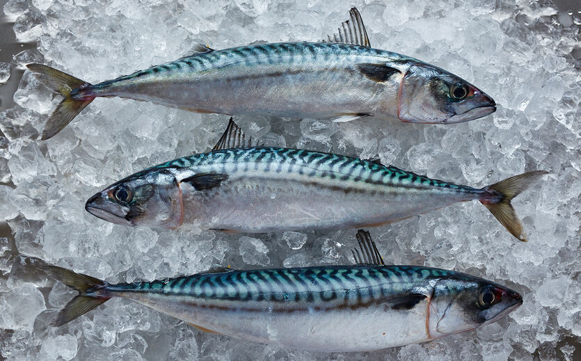 Drei Atlantische Makrelen liegen auf Eis.
