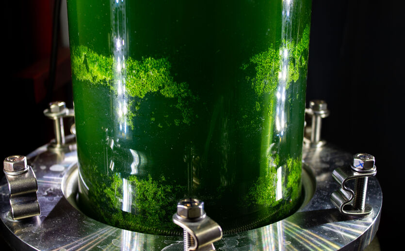 Artikelbild zu Artikel Stiftung fördert Forschung zu natürlichen Aromen und Farbstoffen