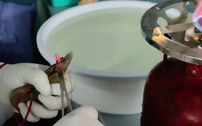 Tierschützer erheben Vorwürfe gegen Aldi Süd