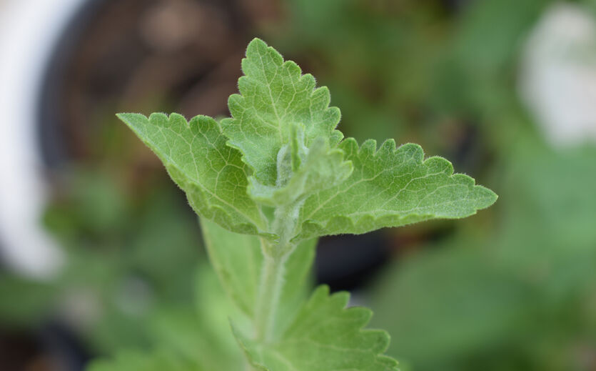 Teeindustrie erwirtschaftet mehr als 330 Milliarden Yuan: Teepflanzen auf einem Feld.
