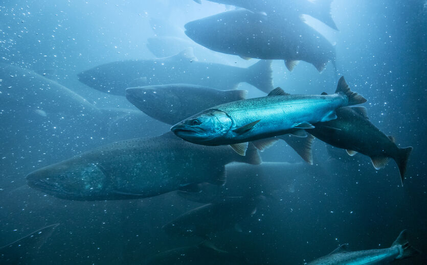 Artikelbild Nordic Aqua vervierfacht Lachsproduktion in China