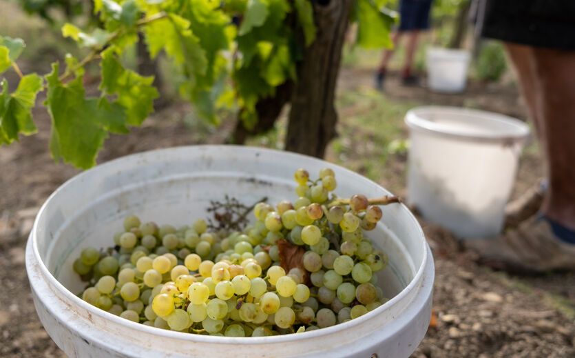 Artikelbild Deutscher Federweißer Ende August im Handel