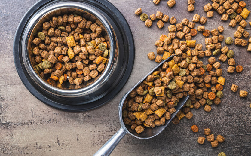 BrightPet ernennt Michael Krueger zum Vorstandschef: Ein Hund.