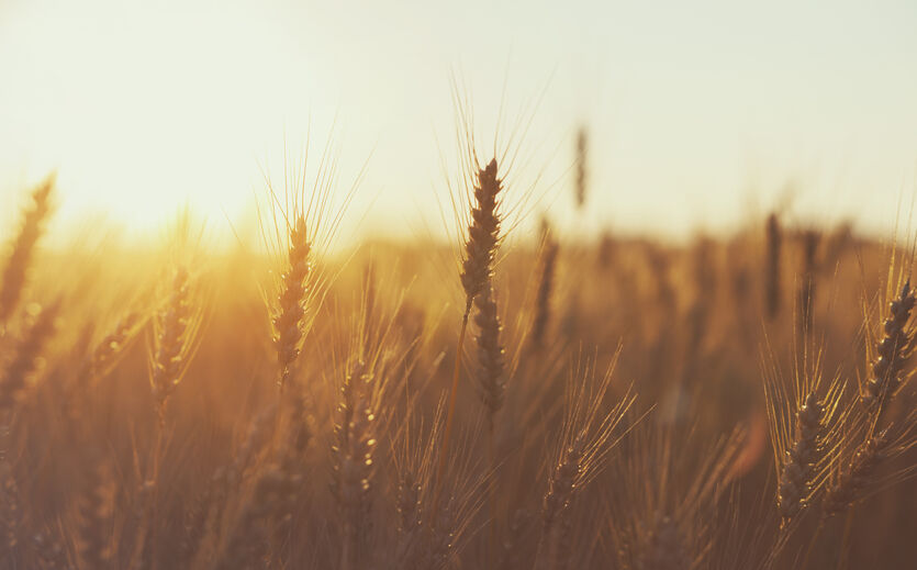 Artikelbild Selbstversorgungsgrad beim Getreide rückläufig