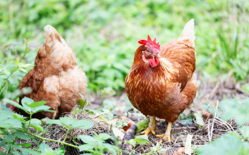 Edeka einigt sich mit Albert-Schweitzer-Stiftung