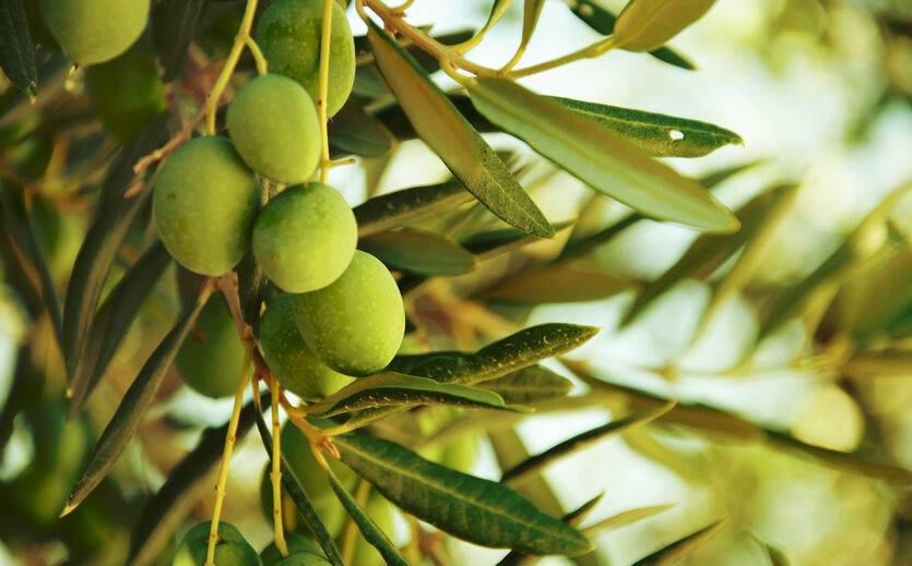 Oliven hängen an einem Olivenbaum mit grünen Früchten und Blättern.