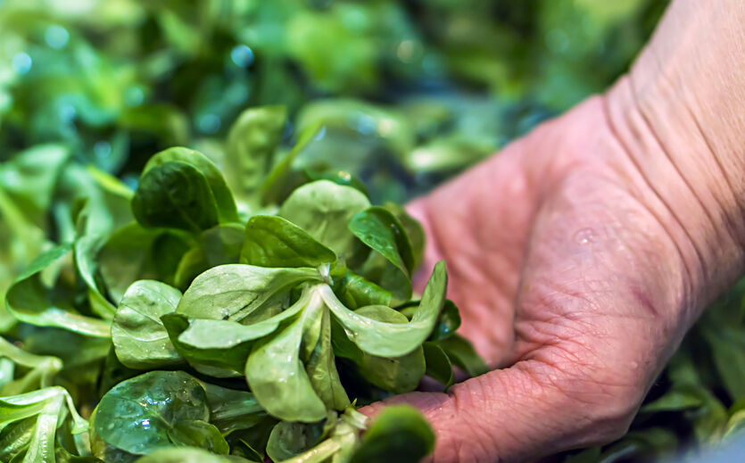 Feldsalat wird deutlich günstiger
