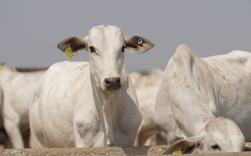 Artikelbild JBS spendet drei Millionen Rinder-Kennzeichnungen