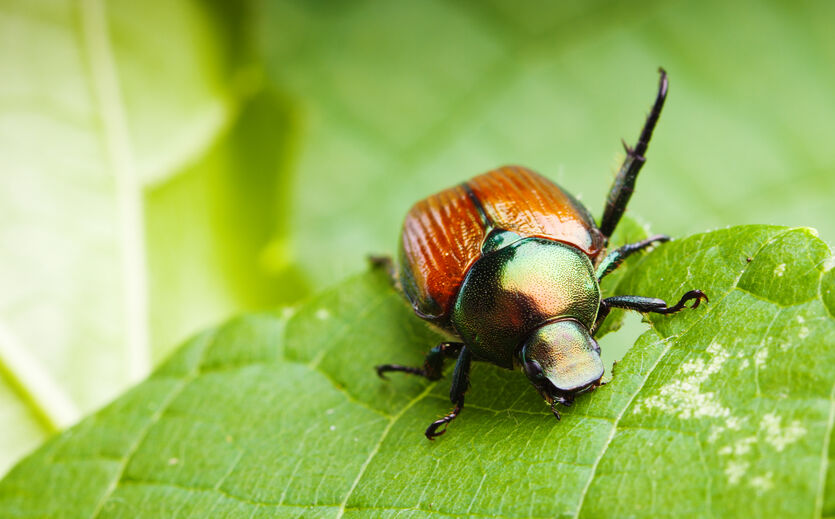 Landwirte sorgen sich wegen neuen Schädlings