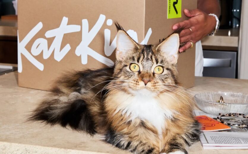 Katkin sammelt 50 Millionen Dollar für Expansion ein: Eine Katze sitzt vor einem Futternapf. 