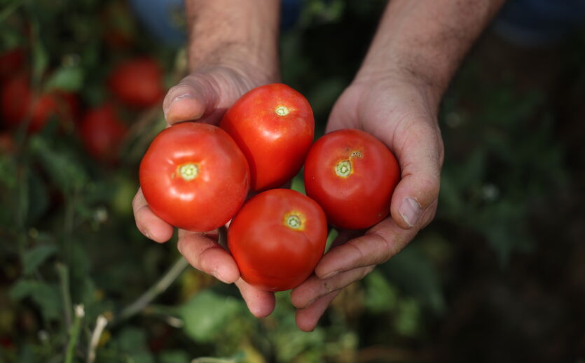 Kraft Heinz eröffnet Tomatenanlage in Portugal: Tomaten.