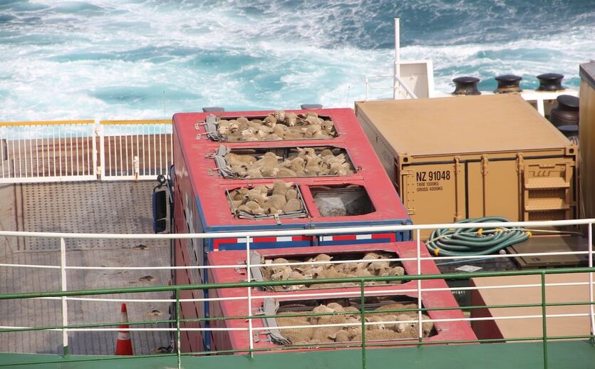 Ausstieg aus dem Lebendexport von Schafen per Schiff: Container mit Schafen auf einem Schiff.
