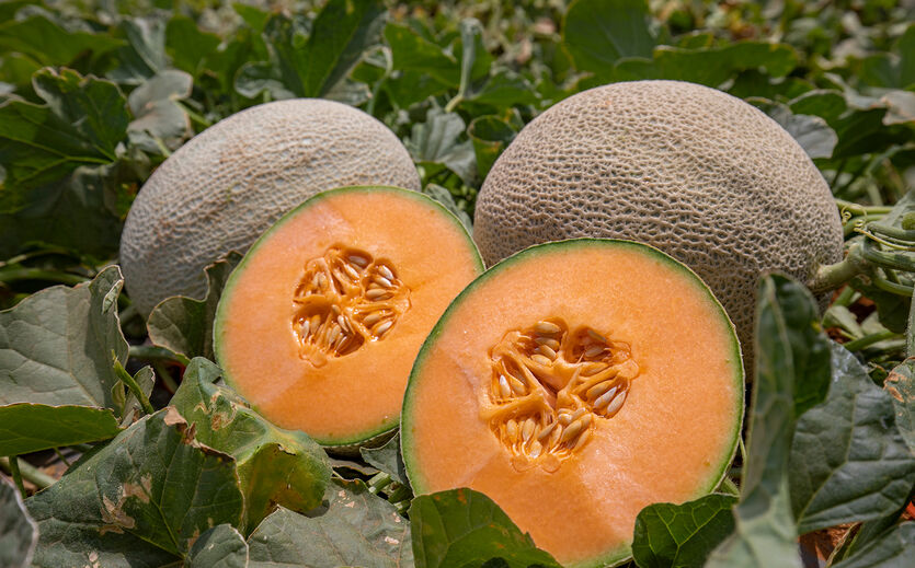 Aufgeschnittene Cantaloupe-Melone auf einem Feld.