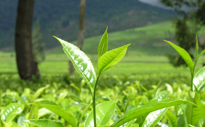 Artikelbild zu Artikel Meßmer stellt Tees auf zertifizierte Rohware um