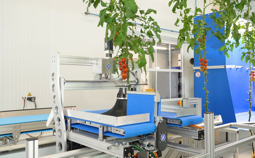 Automatisierte Anlage verarbeitet Tomaten in einer Forschungseinrichtung für moderne Agrartechnologien.