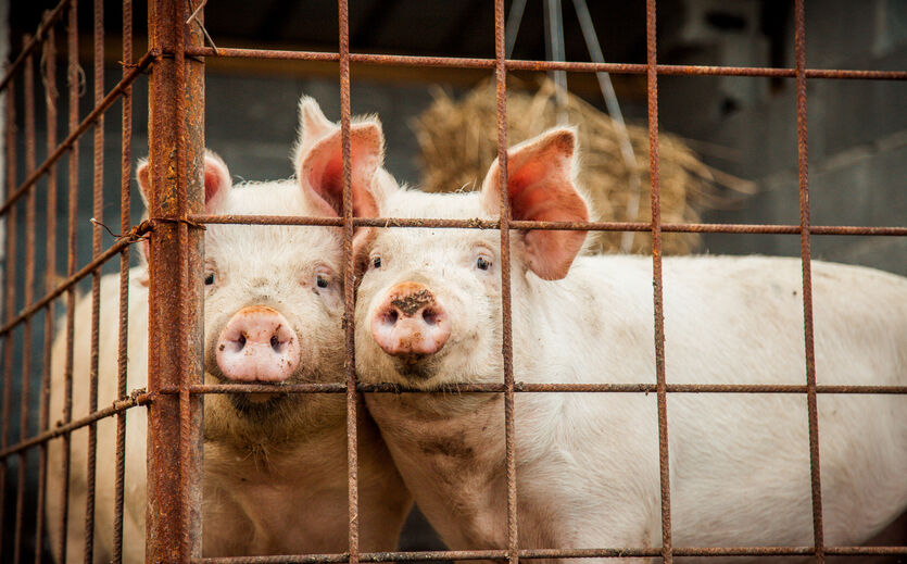 Minister kippt bisheriges Bundesprogramm zur Tierhaltung 