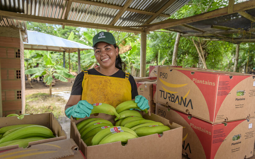 Uniban baut Logistikgeschäft in Europa aus: Eine kolumbanische Erntehelferin verpackt Bananen in einen Karton.