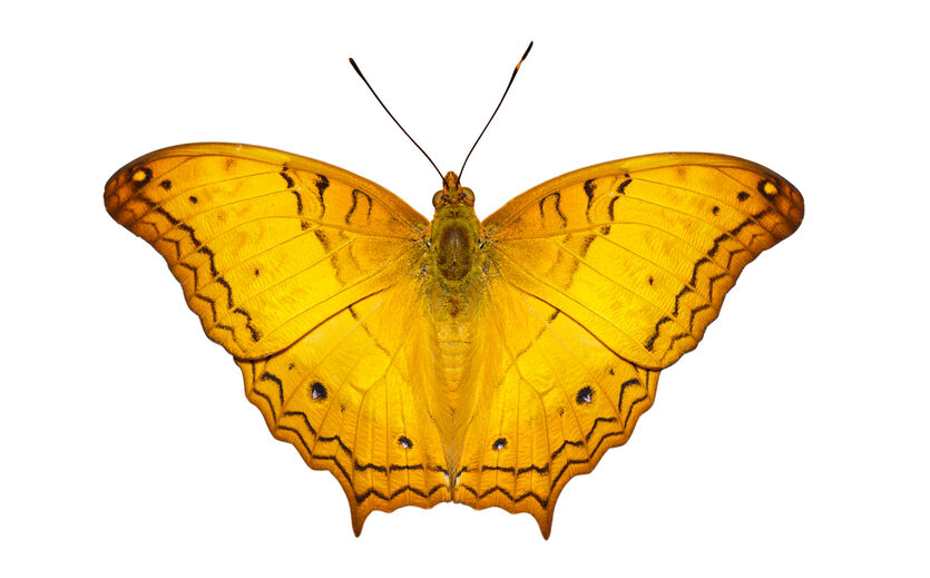 Neuer Schädling breitet sich auch in Deutschland aus