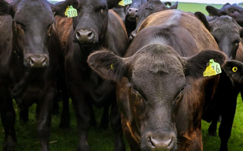 Gruppe schwarzer Rinder mit Ohrmarken auf einer Weide.