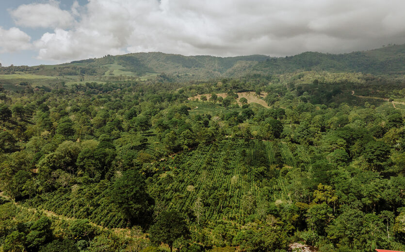 Rainforest Alliance führt neues Siegel ein