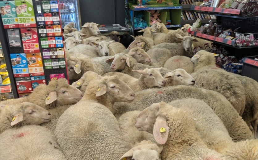 Artikelbild zu Artikel 50 Schafe laufen in Penny-Filiale